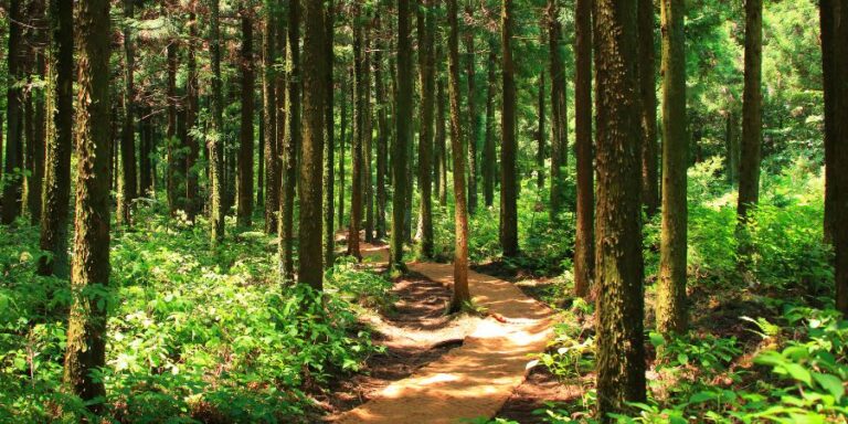 Top 10 tourist places in Thano